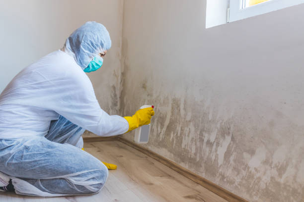 Licensed Mold Remediation service in Medina, MN - WQB Mold Removal